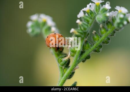 Melone Marienkäfer (Henosepilachna argus) Wandern zwischen kleinen weißen Blüten Stockfoto