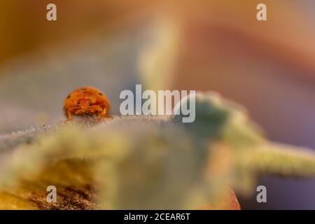 Melone Marienkäfer (Henosepilachna argus) Auf einem Gherkin des Teufels bei Sonnenuntergang Stockfoto