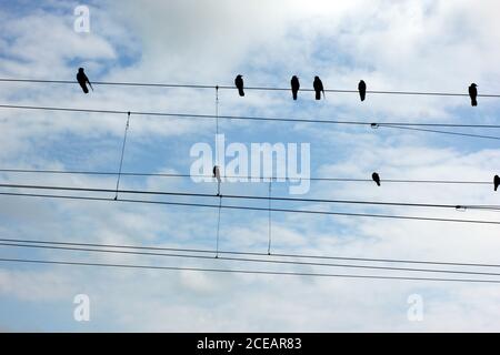 Vogelbilder, die auf Drähten über einem blauen Himmel sitzen Stockfoto