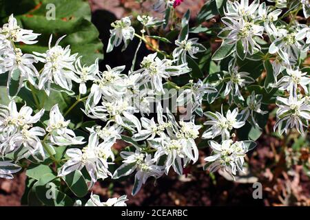 Euphorbia marginata Blumen, allgemein bekannt als Schnee-auf-dem-Berg, Rauch-auf-der-Prärie, variegated spurge, oder weißemargined spurge Stockfoto