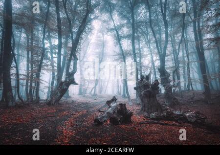 Mystischer dunkler Herbstwald mit Pfad im blauen Nebel Stockfoto