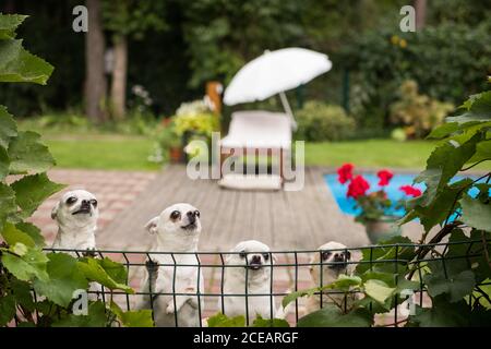 Viele kleine weiße chihuahua hinter Zaun mit grünen Blättern Im Hintergrund der Terrasse Stockfoto