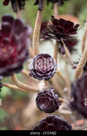 Aeonium Black Rose Aeonium Arboreum Crassulaceae Rosetten Köpfe Detail Bokeh Stängel im Royal Botanical Gardens in Kew, Richmond, London Stockfoto