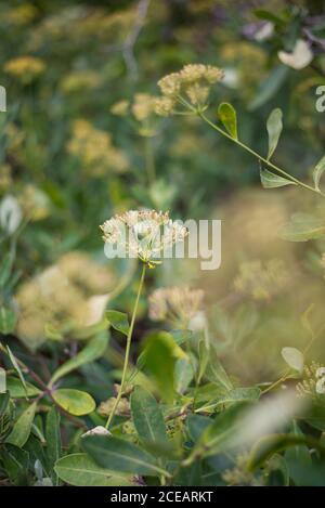 Bupleurum fruticosum Strauch Yellow Flowers Strrubby Hare's-Ear Bush Detail in den Royal Botanical Gardens in Kew, Richmond, London Stockfoto