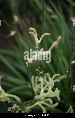 Australian Haemodoraceae Anigozanthos flavidus Kangaroo Paw Yellow Flower im Royal Botanical Gardens in Kew, Richmond, London Stockfoto