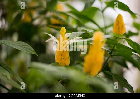 Pachystachys Lutea Lollipop Pflanze Golden Shrimp subtropische gelbe Blumen Grüne exotische Bracts in den Royal Botanical Gardens in Kew, Richmond, London Stockfoto