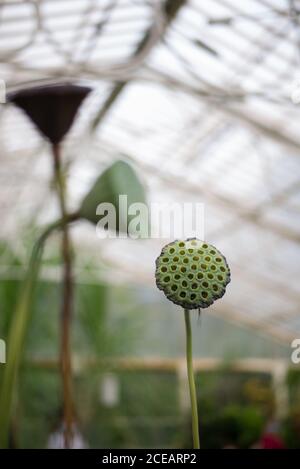 Lotus Seed Pods Stems Tall Nelumbo Nucifera Dry Heads im Royal Botanical Gardens in Kew, Richmond, London Stockfoto