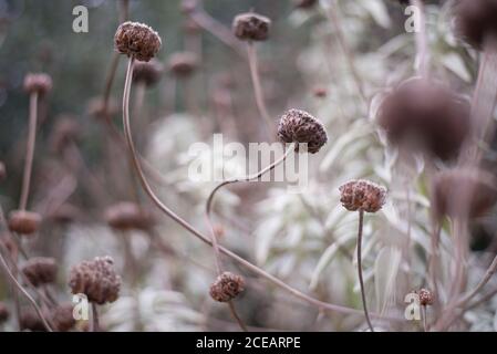 Phlomoides Phlomis Tuberosa Lamiaceae Tall Woody Plant Strauch Forest Wild Woodland Stiele Blumen in den Royal Botanical Gardens in Kew, Richmond, London Stockfoto