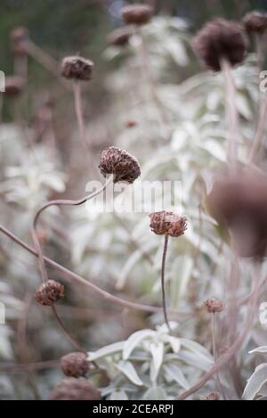 Phlomoides Phlomis Tuberosa Lamiaceae Tall Woody Plant Strauch Forest Wild Woodland Stiele Blumen in den Royal Botanical Gardens in Kew, Richmond, London Stockfoto