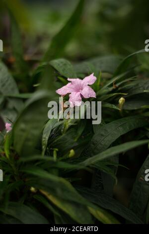 Ruellia Simplex Mexican Petunia Mexican Bluebell Britton's Wild Petunia Acanthaceae Flower Pink at Royal Botanical Gardens at Kew, Richmond, London Stockfoto