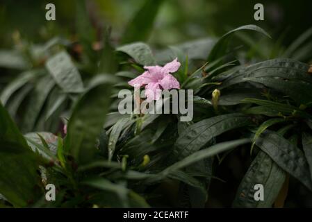 Ruellia Simplex Mexican Petunia Mexican Bluebell Britton's Wild Petunia Acanthaceae Flower Pink at Royal Botanical Gardens at Kew, Richmond, London Stockfoto