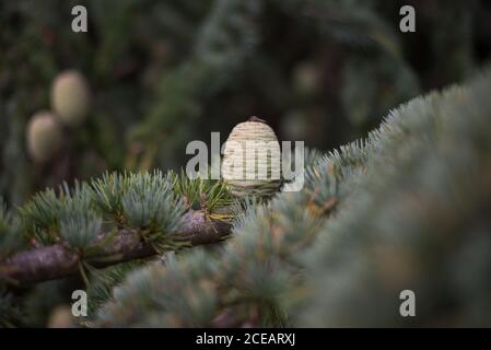 Abies Alba European Silver Fir Tree Cone on Branch Needles Leaves at Royal Botanical Gardens at Kew, Richmond, London Stockfoto