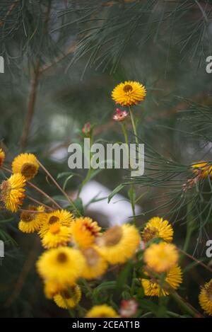 Australian Wild Strawflower Helichrysum Bracteatum Xerochrysum Yellow Golden Everlasting Flower Orange Royal Botanical Gardens in Kew, Richmond London Stockfoto