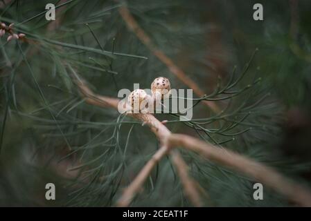 Hakea Srupacea Sweet Scented Tree Leaves Fruit Branch Green im Royal Botanical Gardens in Kew, Richmond, London Stockfoto