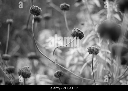 Phlomoides Phlomis Tuberosa Lamiaceae Tall Woody Plant Strauch Forest Wild Woodland Stiele Flowers at Royal Botanical Gardens Kew, Richmond, London B&W Stockfoto