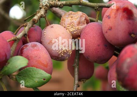 Reife und verfaulte Pflaumen am Baum Stockfoto