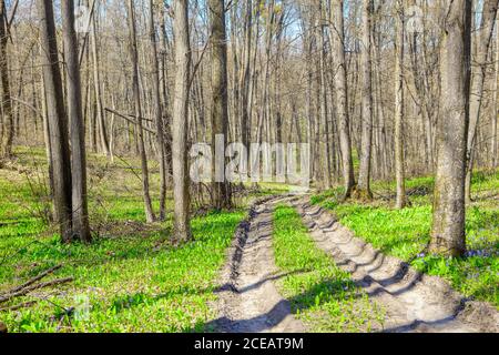 Landstraße im Wald . Wandern im Frühlingswald Stockfoto