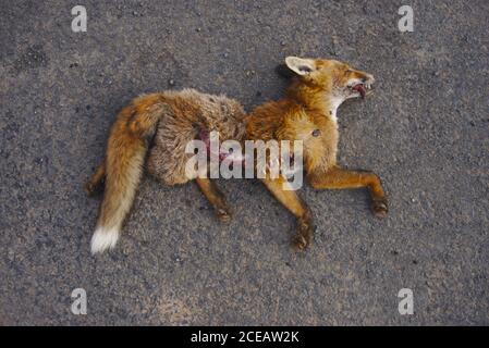 Junger toter Fuchs (Vulpes vulpes) liegt auf Landstraße mit Insekten, die sich auf offenen Wunden ernähren. Stockfoto