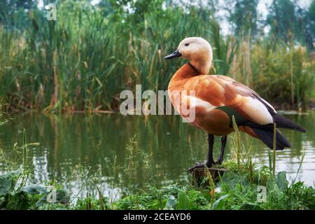 Die ruddige Stelzente, die auf einem Stumpf in der Nähe des Teiches steht. Rote Ente Stockfoto