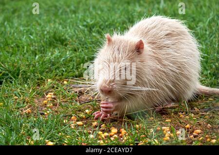 Cute White Coypu isst Maiskörner auf grünem Gras im Freien. Stockfoto