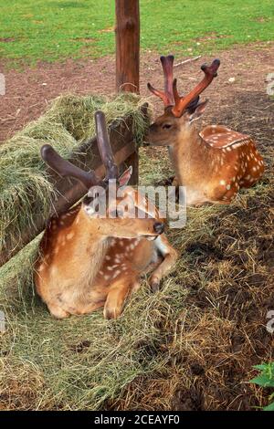 Zwei sika-Hirsche, auch als Fleckhirsch bekannt, der in der Nähe von Futterhäuschen mit Heu ruht. Stockfoto