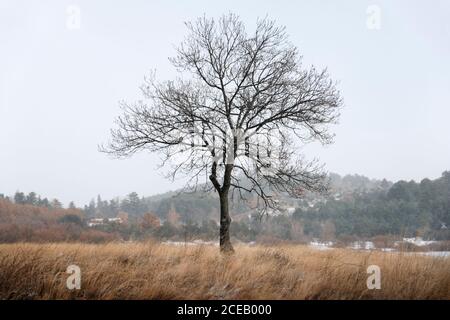 Winterlandschaft mit einem einsamen Baum auf einem Feldstroh Stockfoto