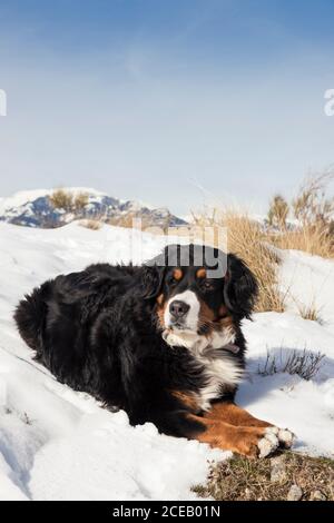 Berner Berghund ruht an einem sonnigen Wintertag auf dem verschneiten Hügel. Stockfoto