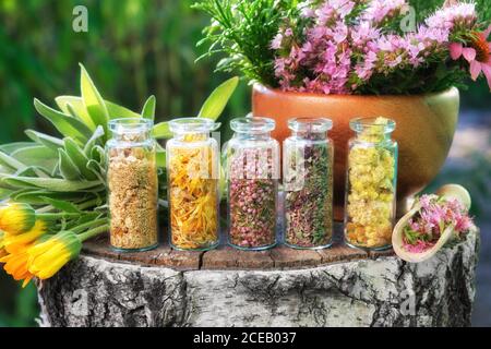 Flaschen getrockneter Heilkräuter, Holzmörtel aus Ysop und Echinacea, Bündel Calendula Blumen auf Stumpf im Freien. Stockfoto