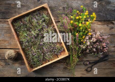 Holzkiste gefüllt mit trockenen gesunden Thymianblüten, Scheren und frischen Heilpflanzen auf Holztisch. Alternative Medizin. Draufsicht. Flach liegend. Stockfoto