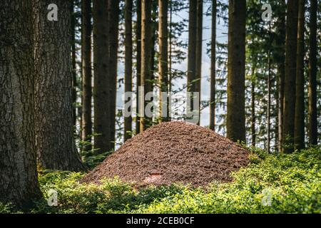 Ein Ameisenhaufen mitten im Wald. Konzept für Natur, Ameisen, Tier, Konstruktion, Teambildung, Teamgeist, Leistung Stockfoto