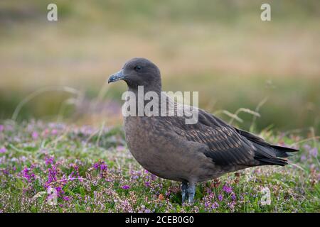 Great Skua, Stercorarius skua, Jungvogel, Handa Island, Schottland, Britische Inseln Stockfoto