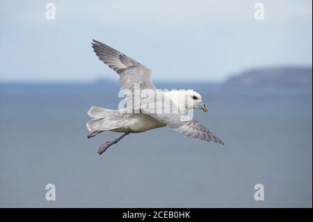 Fulmar, Fulmarus glacialis, im Flug, Handa Island, Schottland Stockfoto