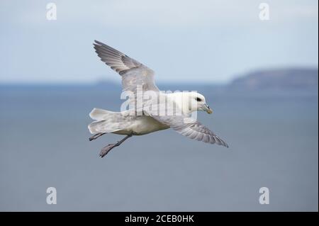 Nord-Fulmar, Fulmarus glazialis, im Flug, Handa Island, Schottland Stockfoto