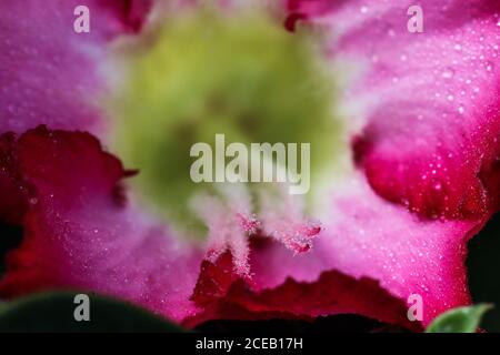 Der rosa adenium-Blütenstempel wurde mit einem Makro aufgenommen Stockfoto