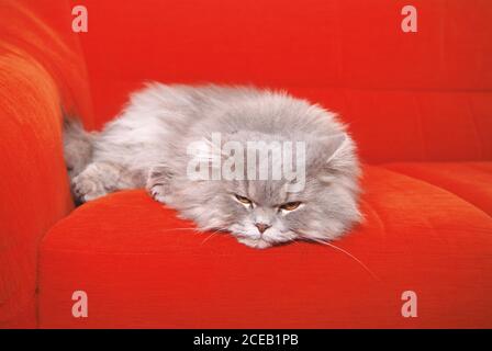 Flauschige Katze liegt auf der Couch Stockfoto
