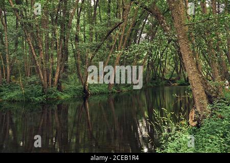 Saubere glatte Fluss fließt im Wald zwischen grünen Bäumen mit Üppiges Laub Stockfoto