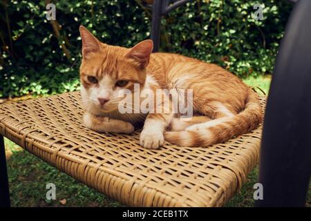 Ingwer Katze liegt auf Korbsessel mit verschlafenen Augen auf Hintergrund von grünem Gras Stockfoto