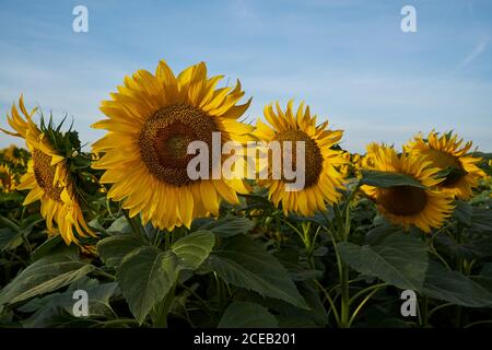 Sonnenblumen im Feld wachsen Stockfoto