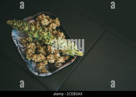 Marihuana oder Cannabispflanze Stockfoto