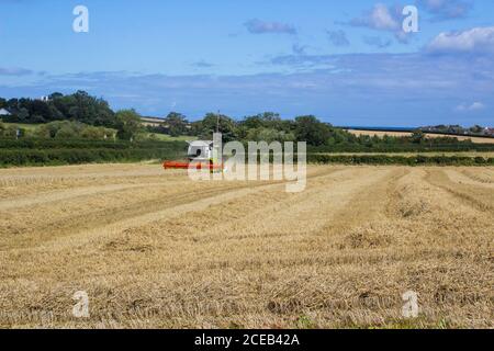 31. August 2020 Ein Cllas Lexion 570 Mähdrescher bei der Arbeit auf einem kleinen Feld mit Gerstenmais in Bangor County Down Northern Ireland Stockfoto