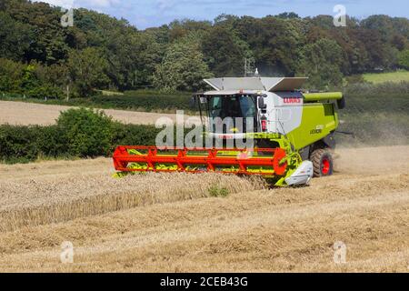 31. August 2020 Ein Cllas Lexion 570 Mähdrescher bei der Arbeit auf einem kleinen Feld mit Gerstenmais in Bangor County Down Northern Ireland Stockfoto