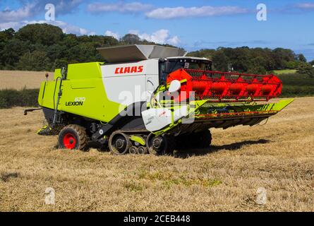 31. August 2020 Ein Cllas Lexion 570 Mähdrescher bei der Arbeit auf einem kleinen Feld mit Gerstenmais in Bangor County Down Northern Ireland Stockfoto