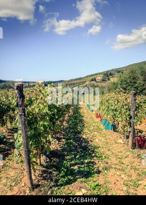 Kisten entlang Reihen von Weinreben zur Vorbereitung auf die Ernte in der Toskana, Italien aufgereiht Stockfoto