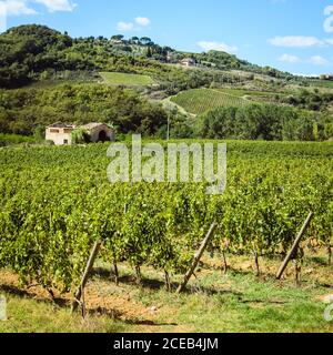 Reihen von geernteten Weinreben in einem Weinberg in der Toskana, Italien o Stockfoto