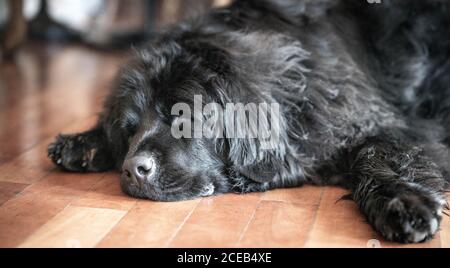 Müde große schwarze Hund schlafen auf Holzboden. Stockfoto