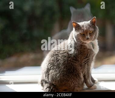 Graue und weiße Katze auf der Fensterbank Stockfoto