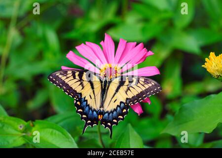 Weiblicher östlicher Tiger-Schwalbenschwanz-Schmetterling, Papilio glaucus, bestäubt einen rosa Zinnia elegans in einem Garten in Westchester County, New York. Stockfoto