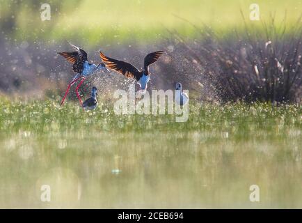 Wilde Vögel zwischen Spritzer in der Nähe von Wasser bei sonnigem Wetter in Belena Lagune, Guadalajara, Spanien spielen Stockfoto