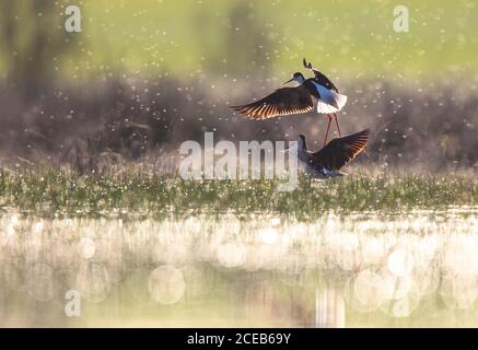 Wilde Vögel zwischen Spritzer in der Nähe von Wasser bei sonnigem Wetter in Belena Lagune, Guadalajara, Spanien spielen Stockfoto