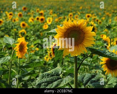 Ein Sonnenblumenfeld, das den Rahmen mit Fokus auf füllt Am nächsten Stockfoto